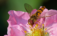 Marmalade Fly (Male, Episyrphus balteatus)